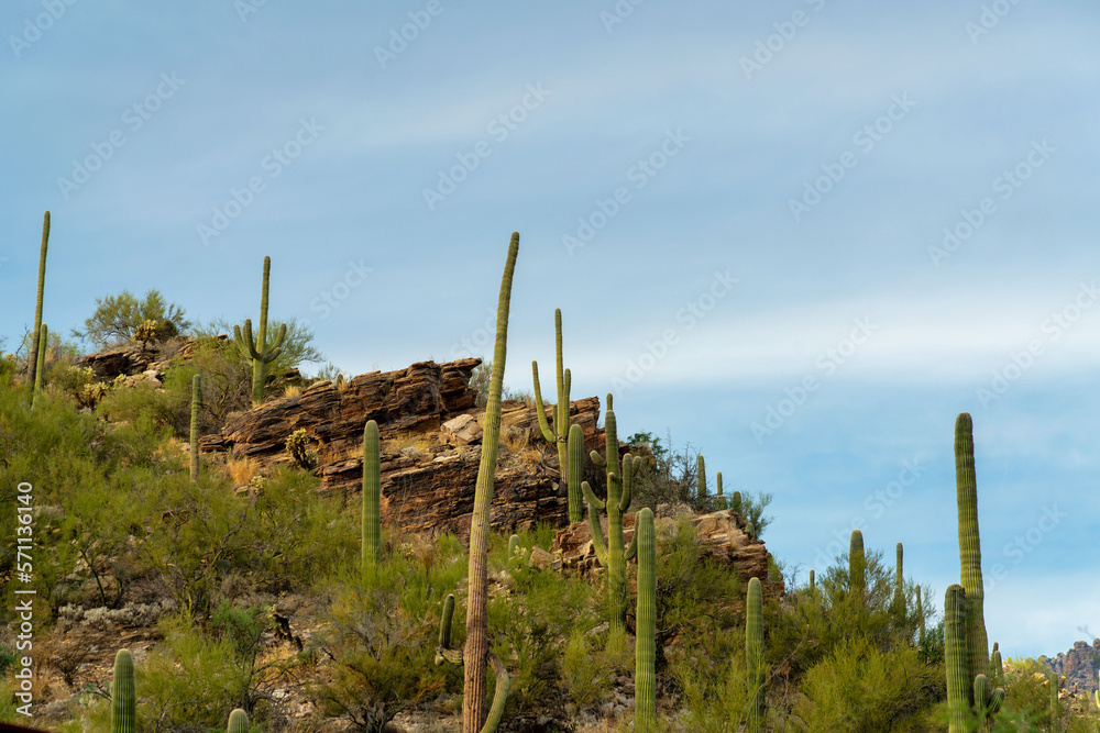 Cliffs and hills in the mountains of tuscon arizona with visible saguaro and mexican cactuses in late afternoon shade