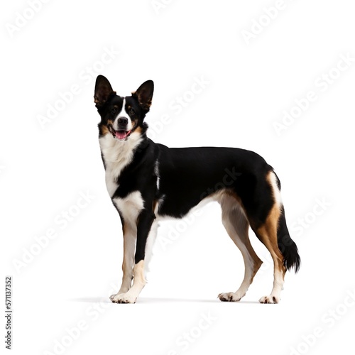 Loyal Companion: Black and White Dog Standing Against White Background Created with Generative AI and Other Techniques © Qstock