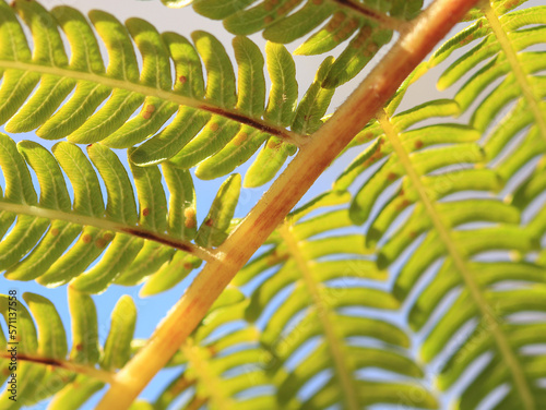 fern with sky background