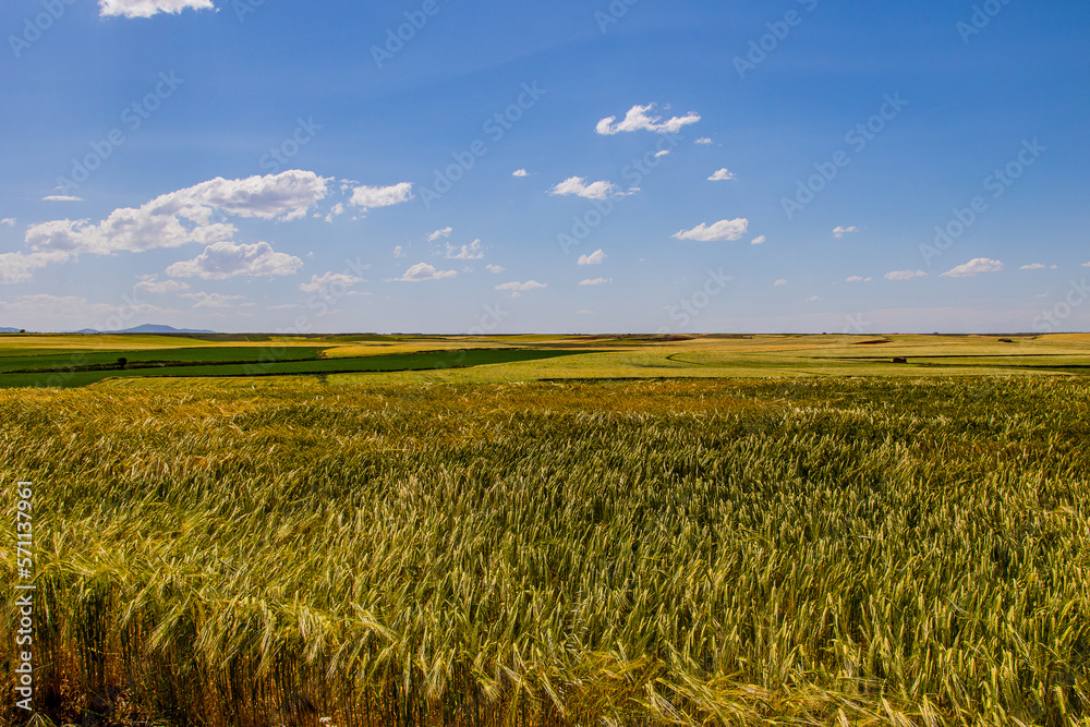beautiful natural agricultural background wheat in the field warm summer before harvest landscape