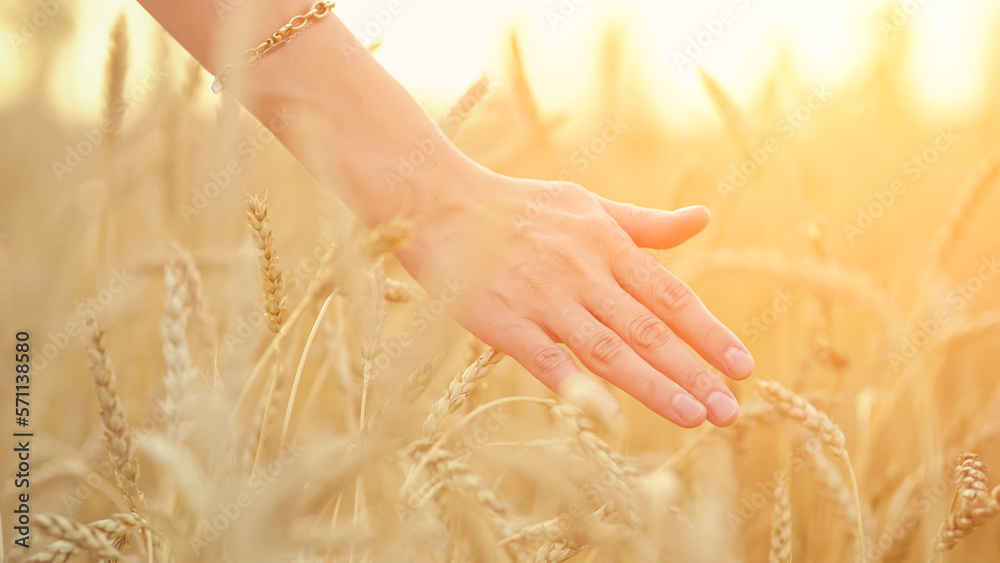Naklejka premium Woman hand touches ripe wheat spikelets on farm field against sky. Tourist walking on wheat field spends summer vacation in countryside closeup, sunlight