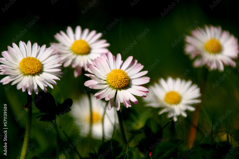Fototapeta premium gänseblümchen blumenwiese