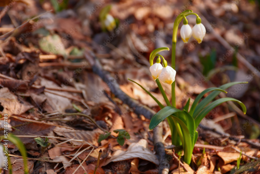 closeup of blooming summer snowflake. warm spring weather closeup of blooming summer snowflake. warm spring weather