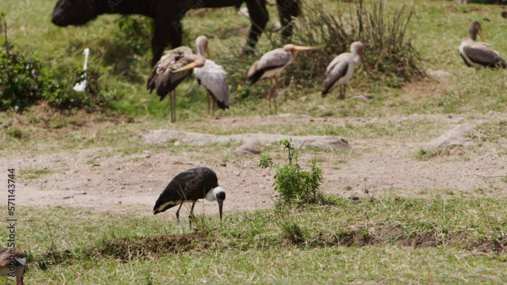 One crane in flock eating in front of others who brushing their feathers sunny. Fascinating picture of birds. One crane in flock eating in front of others who brushing their feathers sunny. Fascinating picture of birds.