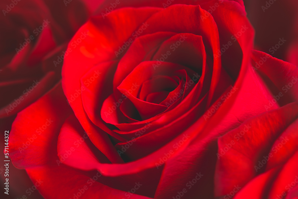 Red rose close-up, beautiful floral background Red rose close-up, beautiful floral background