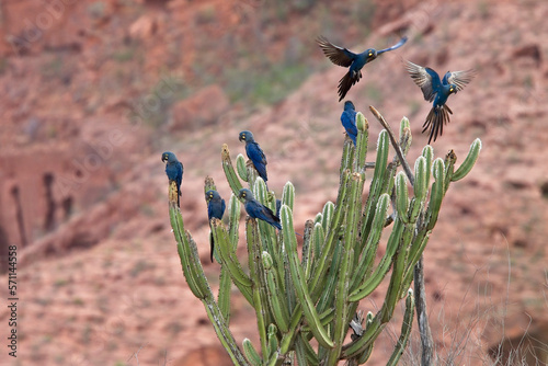A group of Indigo Macaws (Lear's Macaws) on a cactus