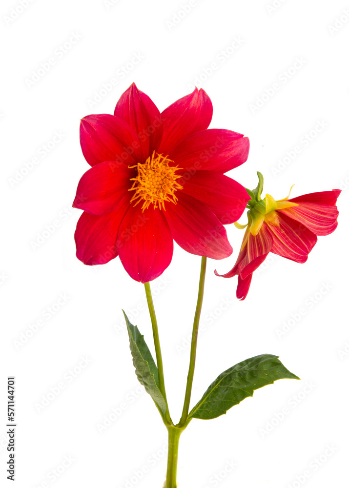 red dahlia isolated red dahlia isolated