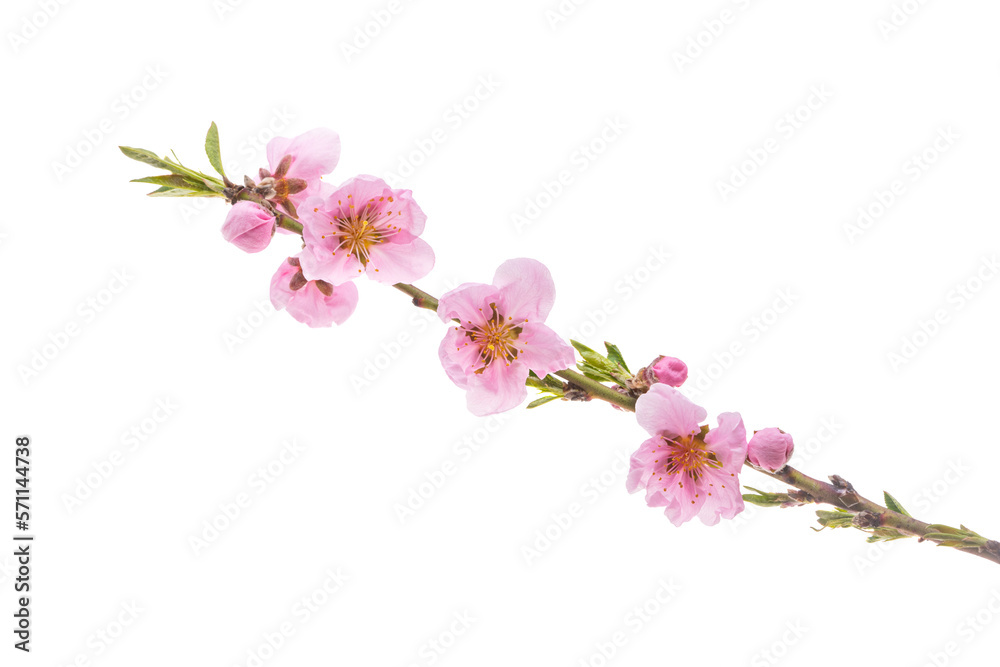 sakura branch isolated sakura branch isolated