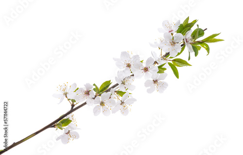 branch with cherry flowers isolated