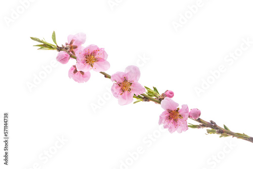 sakura branch isolated © ksena32
