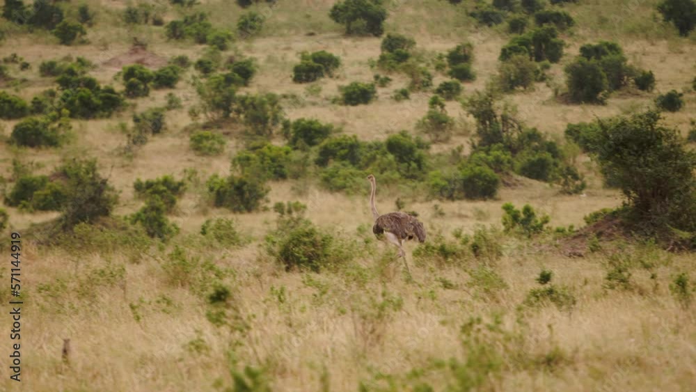 Lone ostrich runs across land of Kenya. Today, African ostriches are mainly found in some countries, including their central parts. Birds choose areas that are plains with abundance herbaceous plants. Lone ostrich runs across land of Kenya. Today, African ostriches are mainly found in some countries, including their central parts. Birds choose areas that are plains with abundance herbaceous plants.