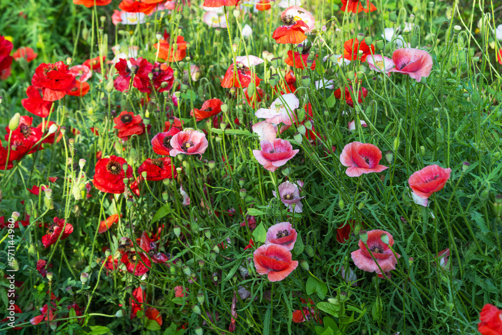 beautiful poppies growing in a flower bed beautiful poppies growing in a flower bed