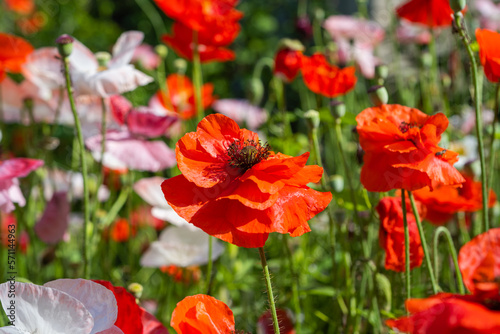 beautiful poppies growing in a flower bed