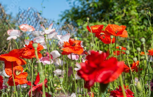 beautiful poppies growing in a flower bed