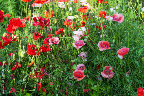 beautiful poppies growing in a flower bed