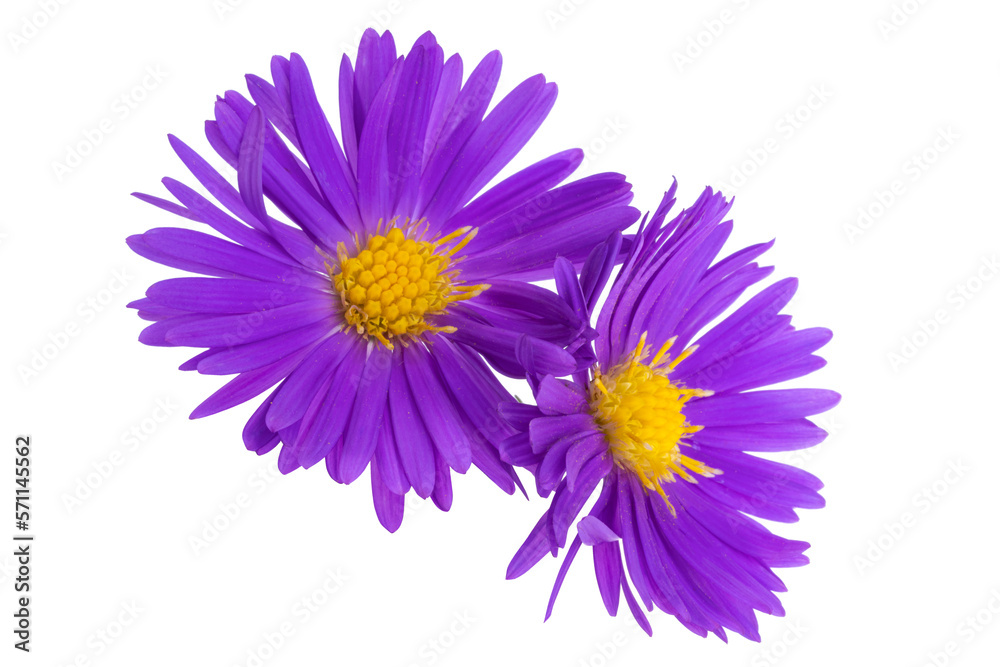 perennial chrysanthemum isolated perennial chrysanthemum isolated