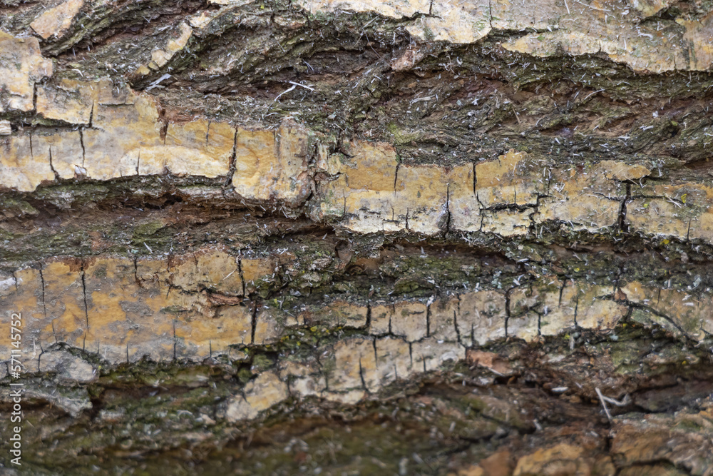 The Art of Nature: A Close-Up of the Willow Tree Bark Texture
