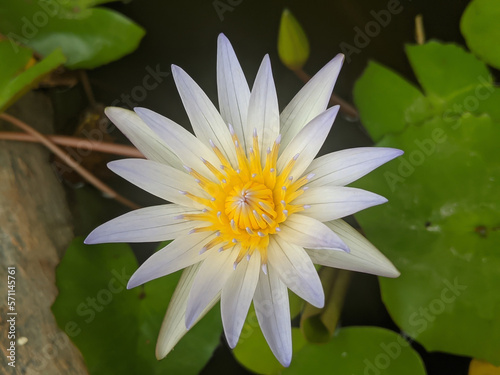 white water lily flower member of family Nymphaea tetragona 