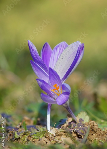 close up of wildflower of crocus in the green photo