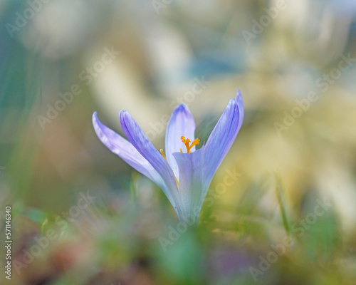 close up of wildflower of crocus in the green