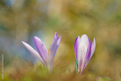 close up of wildflower of crocus in the green