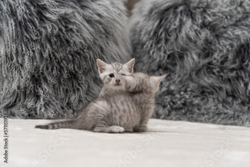 Cute gray and white kittens