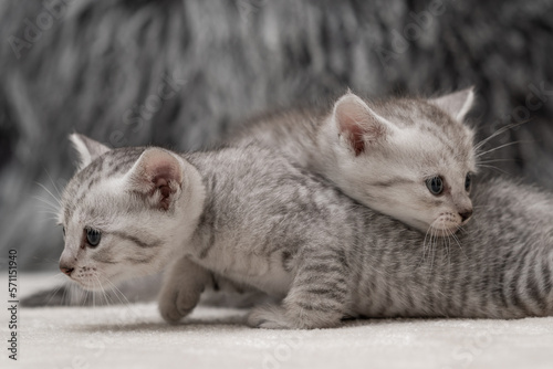 Cute gray and white kittens