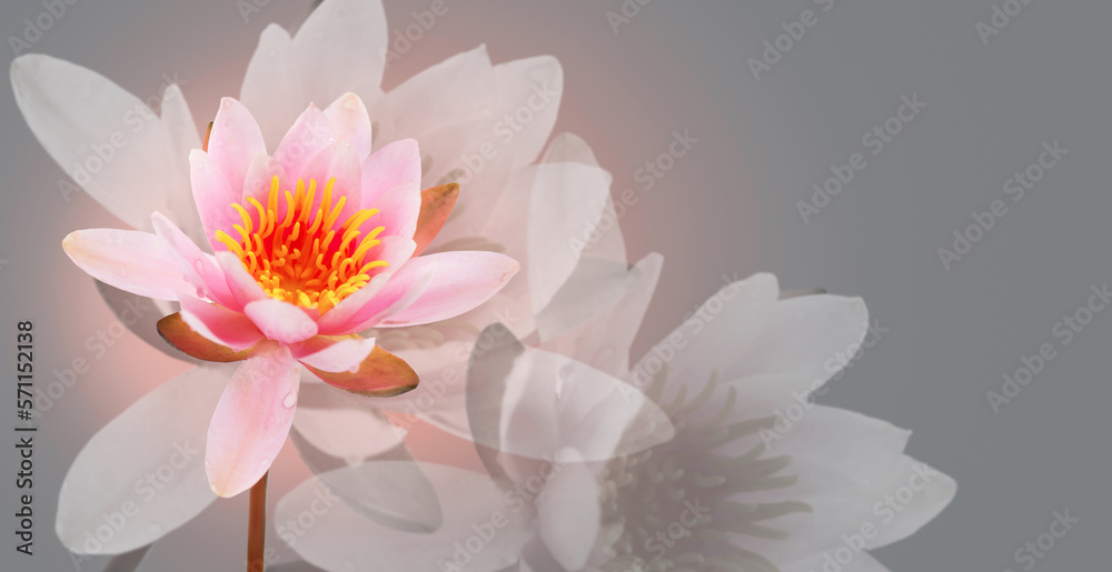 Lotus flower on grey background. Water lily flower art design. Waterlily close-up. Blooming pink aquatic flower on gray background, macro shot. Floral border art, card design Water lilly