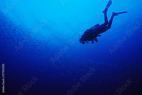 Wallpaper Mural A diver descends towards a school of fish. Torontodigital.ca