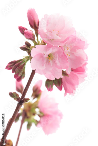 白背景の旭山桜のクローズアップ  © haru