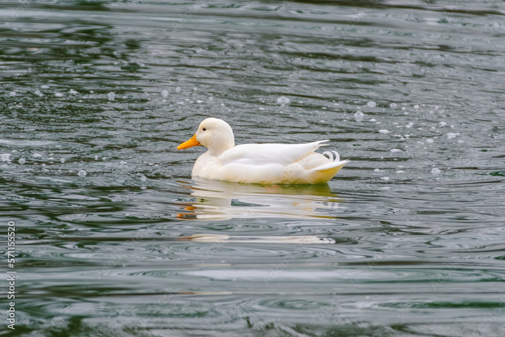 wild duck swimming in lake.water birds.