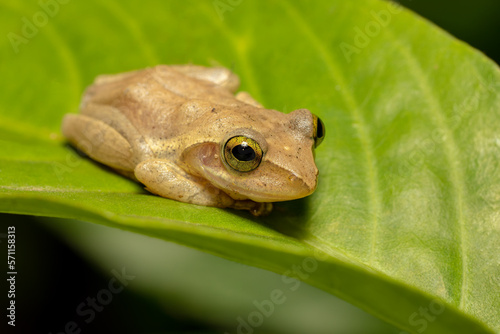 Boophis majori, endemic species of frog in the family Mantellidae. Ranomafana National Park, Madagascar wildlife animal photo