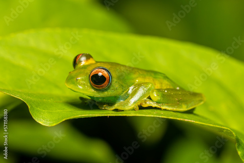 Boophis elenae, endemic species of frog in the family Mantellidae, Ranomafana National Park, Madagascar wildlife animal