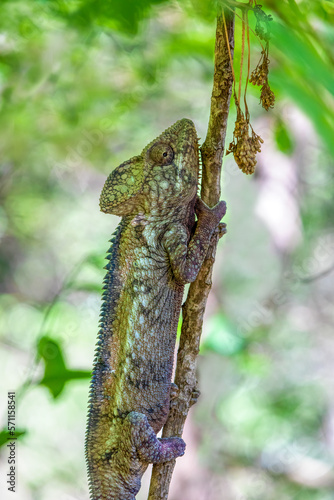 Malagasy giant chameleon or Oustalet's chameleon (Furcifer oustaleti), large species of endemic chameleon, Anja Community Reserve. Madagascar wildlife animal photo