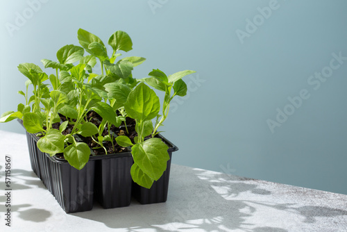Seedling of garden flowers. Young plants of aster in plastic flower pots on light blue background. Gardening concept.