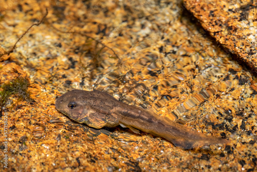 Tadpoles Mantidactylus genus in small river creek, Ambalavao, Andringitra National Park, Madagascar wildlife animal
