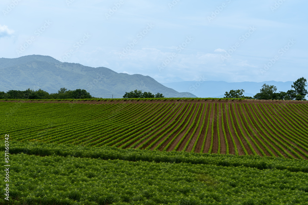 北海道　ジャガイモ畑のライン