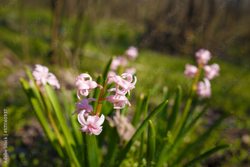 tender pink hyacinths on forest background. spring flowers and plants, beautiful flora, natural landscape