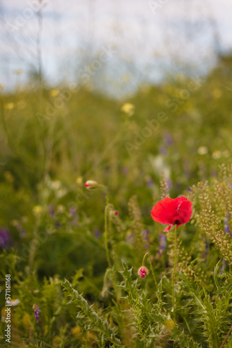 Single red poppy flower on meadow. European peace symbol against war: Never again! Stop war in Ukraine 2022