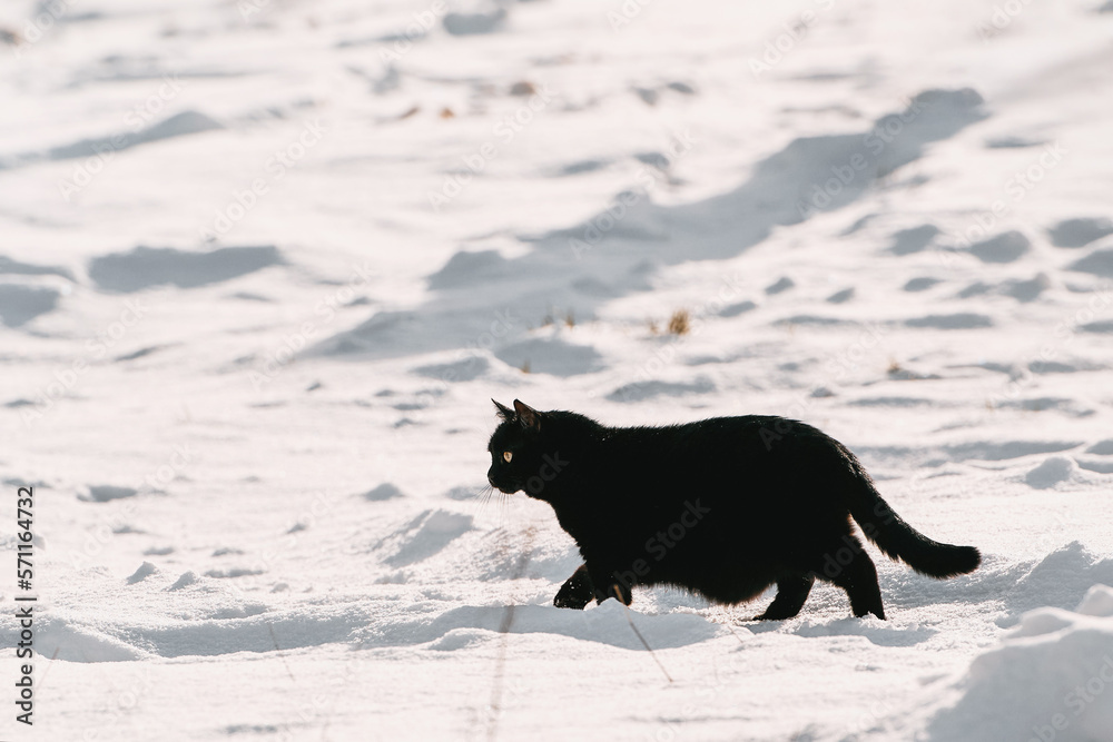 A black cat walks through the snow during a snowfall. Snow cat. A black cat walks through the snow during a snowfall. Snow cat.