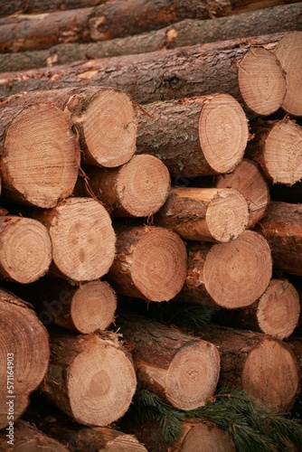 Forest pine and spruce trees. Log trunks pile  the logging timber wood industry.