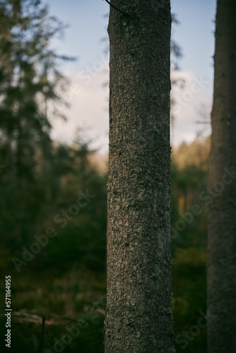 tree trunk bark close up in the forest. natural background