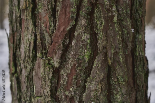 Textured plant bark of a pine tree with weathered texture and detailed crevices and rough surface