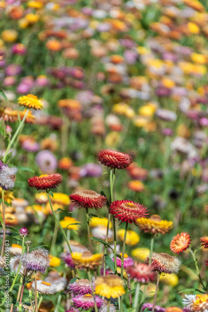 Beautiful meadow wildflowers straw flower in the mountains Phu Hin Rong Kla National Park, Thailand Beautiful meadow wildflowers straw flower in the mountains Phu Hin Rong Kla National Park, Thailand