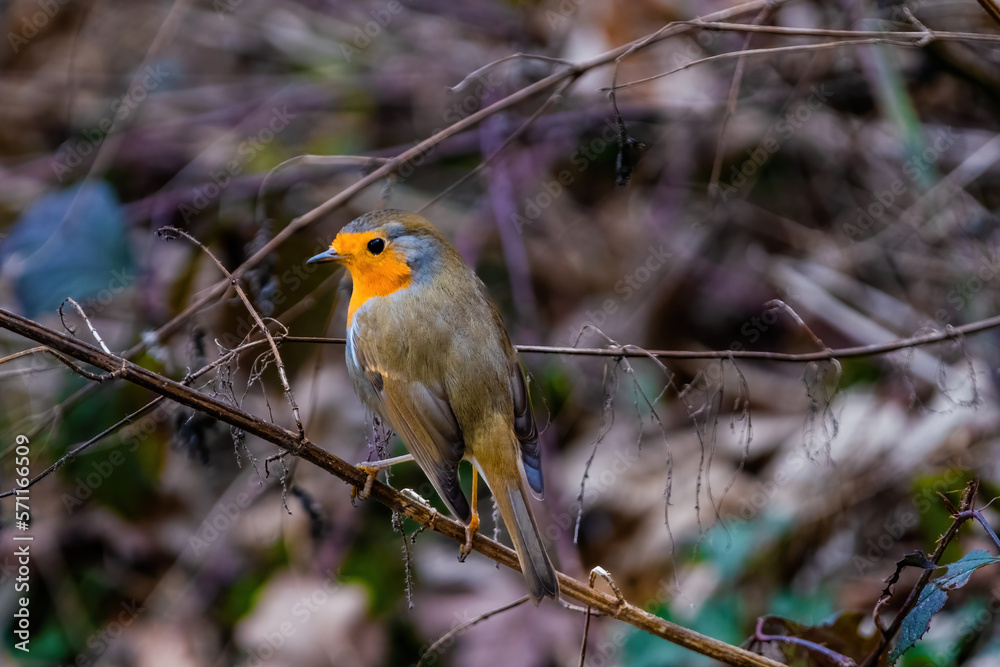 Close-up of robin bird perching on branch on tree at park Close-up of robin bird perching on branch on tree at park