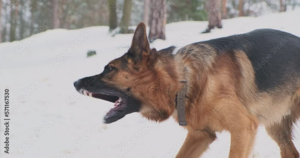 Purebred dog barks at stick lying in snow. Forest, winter, cold. German Shepherd complains about the stick. Purebred dog barks at stick lying in snow. Forest, winter, cold. German Shepherd complains about the stick.