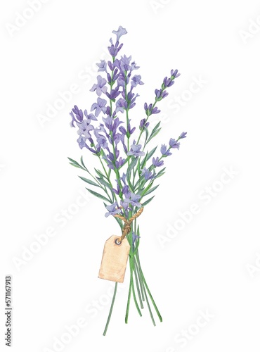 Bouquet of lavender with vintage label  painted in watercolor on a white background. Floral watercolor illustration. Ideal for creating invitations  greeting and wedding cards. Clipart in Provence