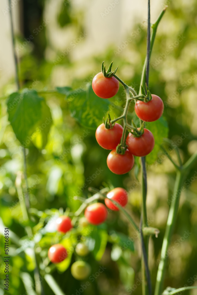 Greenhouse economy. Organic farming. Beautiful tomato plant on a branch in a green house in the foreground, shallow field department, copy space, organic tomatoes