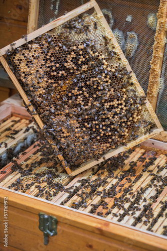 Beehive With Brrod Frame Out For Inspection