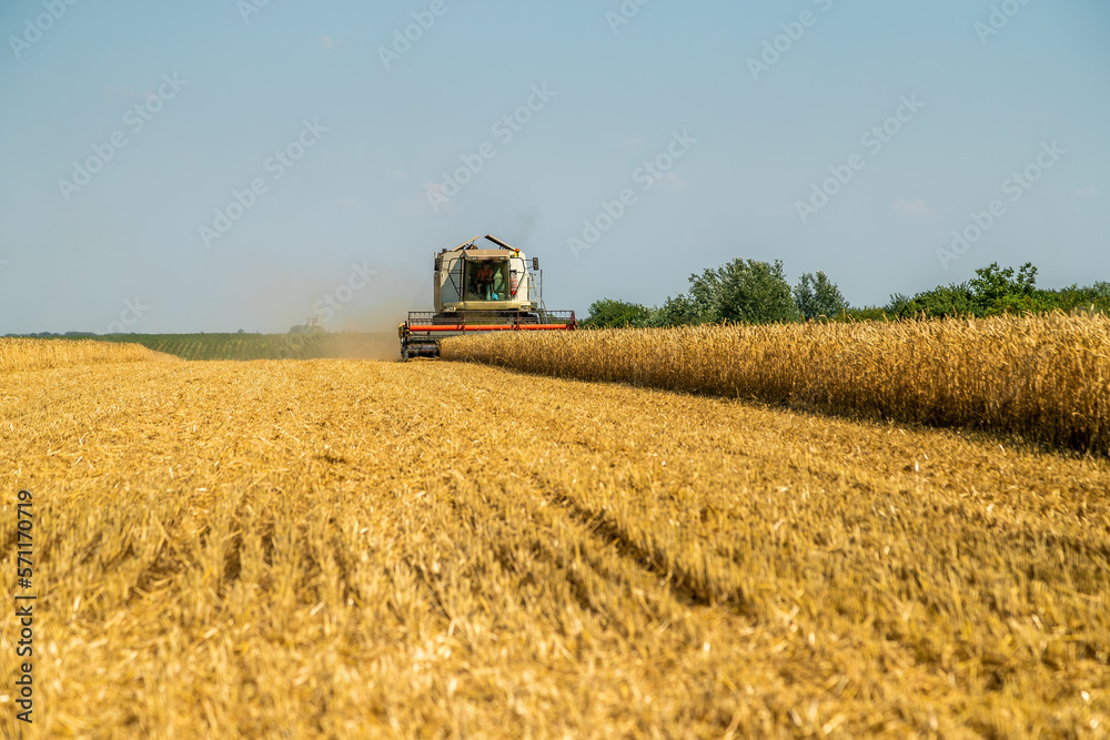 Obraz premium Combine harvester in action on wheat field. Harvesting is the process of gathering a ripe crop from the fields.